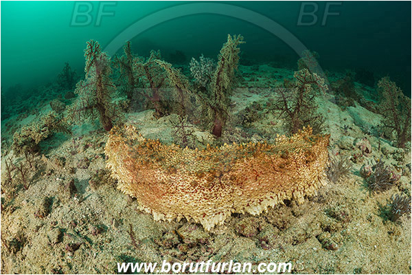 Padar, Komodo, Indonesia, Dendronephthya sp., Dendronephthya, Nephtheidae, Soft coral, Coral, Anthozoa, Cnidaria, Cnidarian, Sand, Thelenota anax, Thelenota, Stichopodidae, Giant Sea Cucumber, Sea Cucumber, Holothuroidea, Holothurian, Echinodermata, Echinoderm