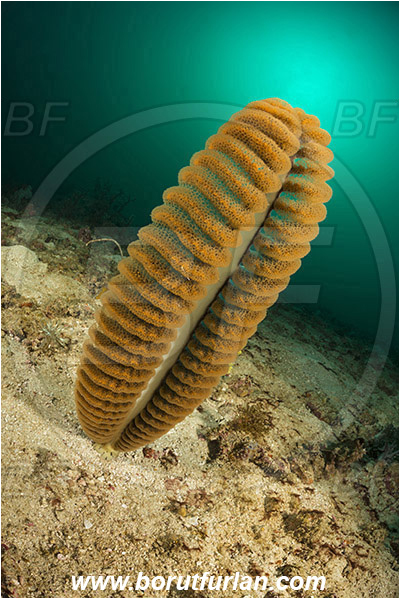 Padar, Komodo, Indonesia, Pteroeides sp., Pteroeides, Pennatulidae, Spiky sea pen, Sea pen, Coral, Anthozoa, Cnidaria, Cnidarian, Sand