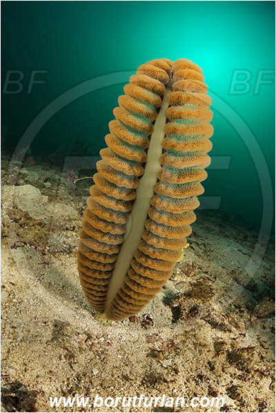 Padar, Komodo, Indonesia, Pteroeides sp., Pteroeides, Pennatulidae, Spiky sea pen, Sea pen, Coral, Anthozoa, Cnidaria, Cnidarian, Sand