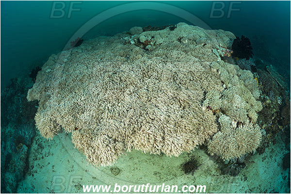 Padar, Komodo, Indonesia, Death Acropora coral, Xenia sp., Xenia, Xeniidae, Pulse coral, Pulsing coral, Soft coral, Coral, Cnidaria, Cnidarian, Reef