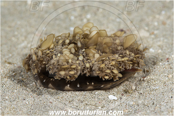 Padar, Komodo, Indonesia, Cassiopea andromeda, Cassiopea, Cassiopeidae, Upside down jellyfish, Jellyfish, Anthozoa, Cnidaria, Cnidarian