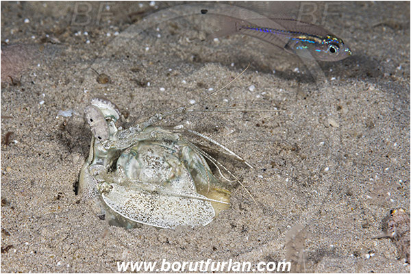 Padar, Komodo, Indonesia, Lysiosquillina maculata, Lysiosquillina, Lysiosquillidae, Crustacea, Crustacean, Stomatopoda, Stomatopod, Zebra Mantis Shrimp, Mantis Shrimp