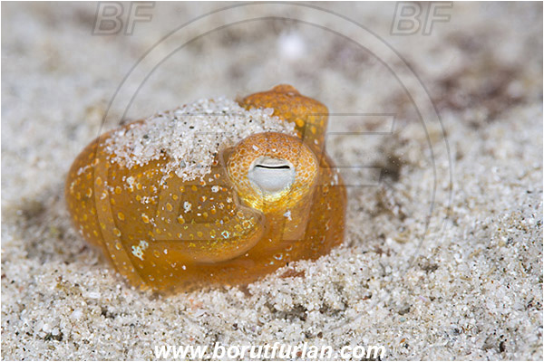 Padar, Komodo, Indonesia, Sepiadarium kochi, Sepiadarium, Sepiadariidae, Cephalopoda, Mollusca, Mollusc, Koch