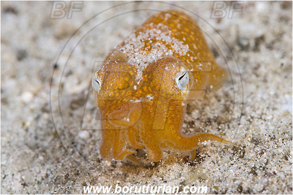 Padar, Komodo, Indonesia, Sepiadarium kochi, Sepiadarium, Sepiadariidae, Cephalopoda, Mollusca, Mollusc, Koch