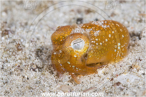 Padar, Komodo, Indonesia, Sepiadarium kochi, Sepiadarium, Sepiadariidae, Cephalopoda, Mollusca, Mollusc, Koch