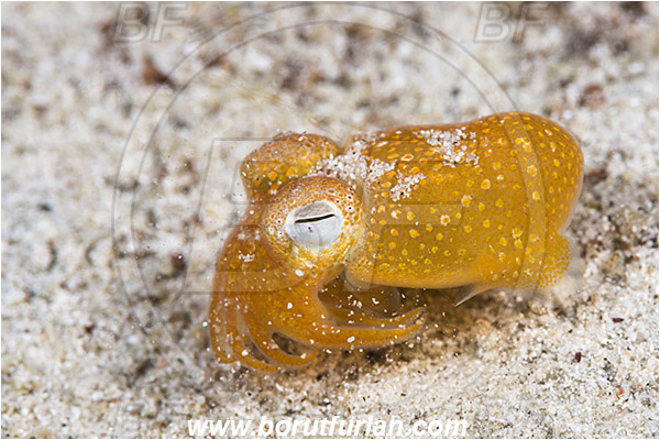 Padar, Komodo, Indonesia, Sepiadarium kochi, Sepiadarium, Sepiadariidae, Cephalopoda, Mollusca, Mollusc, Koch