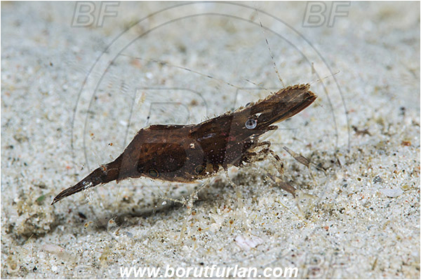 Padar, Komodo, Indonesia, Decapoda, Shrimp, Crustacea, Crustacean, Unidentified