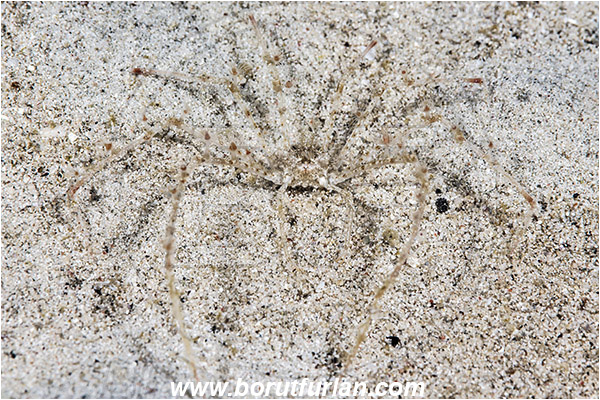 Padar, Komodo, Indonesia, Inachidae, Decapoda, Crustacea, Crustacean, Spider Crab, Crab, Unidentified
