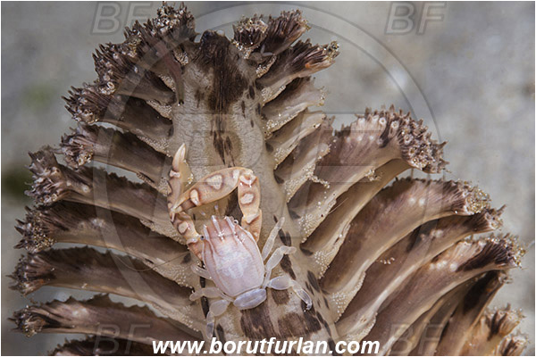 Padar, Komodo, Indonesia, Porcellanella triloba, Porcellanella, Porcellanidae, Decapoda, Painted porcelain crab, Sea pen crab, Porcelain crab, Crab, Crustacea, Crustacean