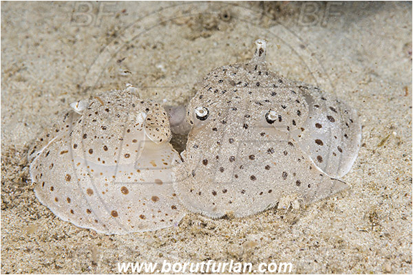 Padar, Komodo, Indonesia, Euselenops luniceps, Euselenops, Pleurobranchaeidae, Pleurobranch sea slug, Moon-headed sidegill slug, Nudibranch, Sea slug, Gastropoda, Mollusca, Mollusc