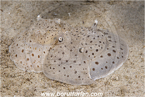 Padar, Komodo, Indonesia, Euselenops luniceps, Euselenops, Pleurobranchaeidae, Pleurobranch sea slug, Moon-headed sidegill slug, Nudibranch, Sea slug, Gastropoda, Mollusca, Mollusc