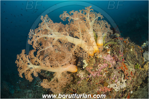 Rinja, Komodo, Indonesia, Dendronephthya sp., Dendronephthya, Nephtheidae, Soft coral, Coral, Anthozoa, Cnidaria, Cnidarian, Reef