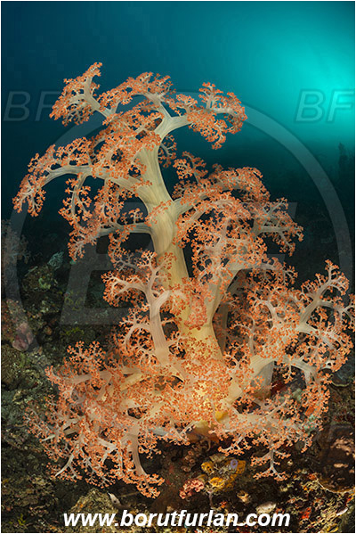 Rinja, Komodo, Indonesia, Dendronephthya sp., Dendronephthya, Nephtheidae, Soft coral, Coral, Anthozoa, Cnidaria, Cnidarian, Reef