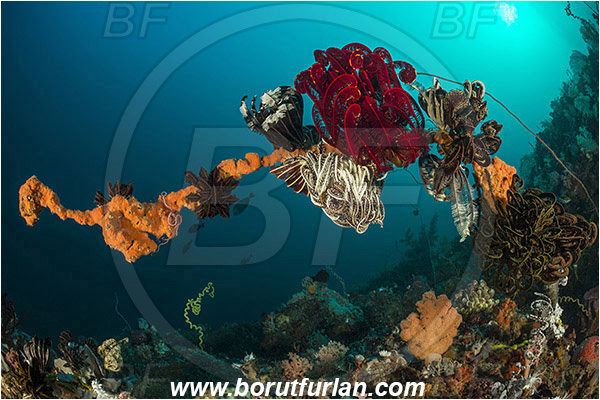 Rinja, Komodo, Indonesia, Crinoid, Crinoidea, Feather star, Echinodermata, Echinoderm, Reef, Dead whip coral