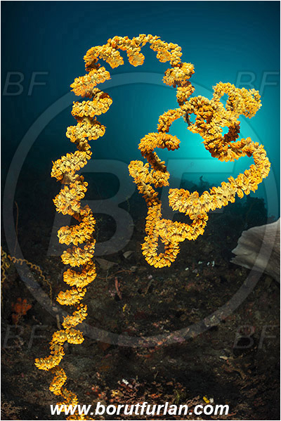Rinja, Komodo, Indonesia, Cirripathes sp., Cirripathes, Antipathidae, Whip coral, Wire coral, Reef
