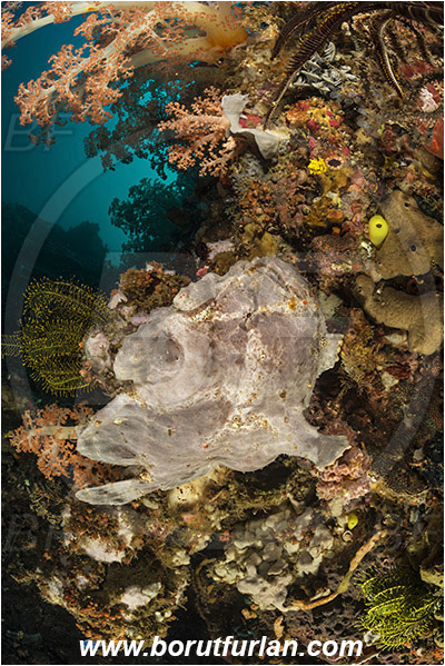 Rinja, Komodo, Indonesia, Antennarius commerson, Antennarius, Antennariidae, Commerson