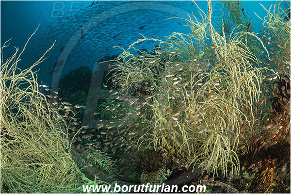 Rinja, Komodo, Indonesia, Antipathes sp., Antipathes, Antipathidae, Anthozoa, Cnidaria, Cnidarian, Black coral, Coral, Parapriacanthus ransonneti, Parapriacanthus, Pempheridae, Glassfish, Glassy sweeper, Sweeper, Fish, Fish school, Reef