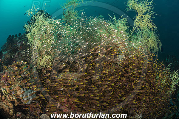 Rinja, Komodo, Indonesia, Antipathes sp., Antipathes, Antipathidae, Anthozoa, Cnidaria, Cnidarian, Black coral, Coral, Parapriacanthus ransonneti, Parapriacanthus, Pempheridae, Glassfish, Glassy sweeper, Sweeper, Fish, Fish school, Reef