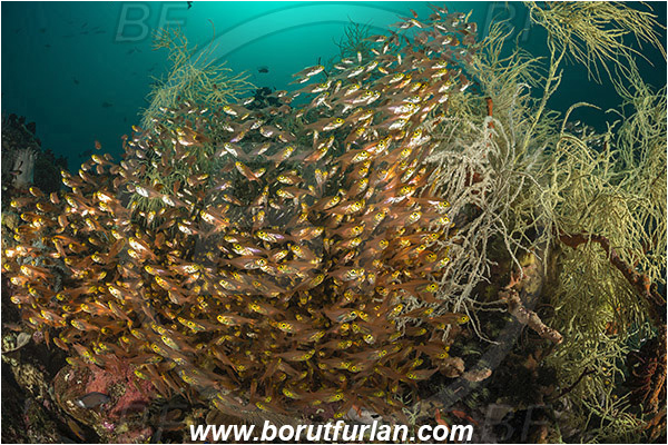 Rinja, Komodo, Indonesia, Antipathes sp., Antipathes, Antipathidae, Anthozoa, Cnidaria, Cnidarian, Black coral, Coral, Parapriacanthus ransonneti, Parapriacanthus, Pempheridae, Glassfish, Glassy sweeper, Sweeper, Fish, Fish school, Reef