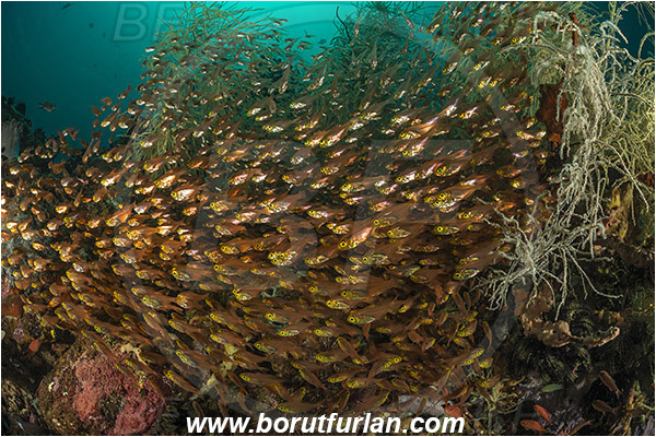 Rinja, Komodo, Indonesia, Antipathes sp., Antipathes, Antipathidae, Anthozoa, Cnidaria, Cnidarian, Black coral, Coral, Parapriacanthus ransonneti, Parapriacanthus, Pempheridae, Glassfish, Glassy sweeper, Sweeper, Fish, Fish school, Reef