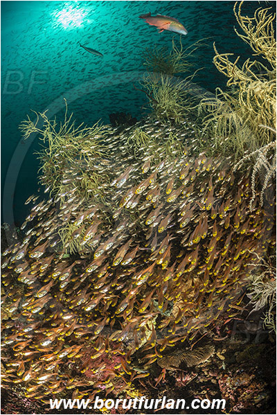 Rinja, Komodo, Indonesia, Antipathes sp., Antipathes, Antipathidae, Anthozoa, Cnidaria, Cnidarian, Black coral, Coral, Parapriacanthus ransonneti, Parapriacanthus, Pempheridae, Glassfish, Glassy sweeper, Sweeper, Fish, Fish school, Reef