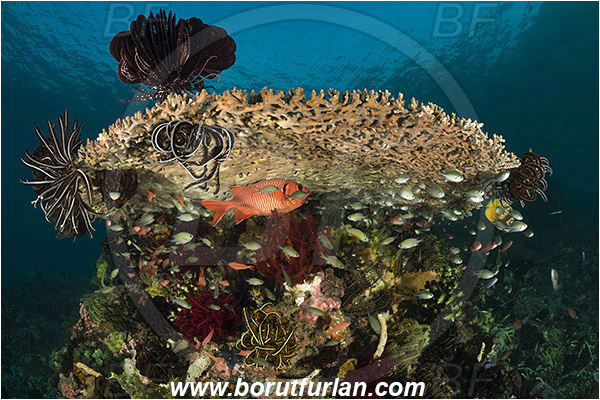 Rinja, Komodo, Indonesia, Acropora hyacinthus, Acropora, Acroporidae, Table Coral, Coral, Anthozoa, Cnidaria, Cnidarian, Reef