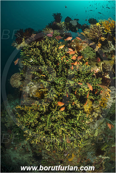 Rinja, Komodo, Indonesia, Tubastraea micrantha, Tubastraea, Dendrophylliidae, Black sun coral, Coral, Anthozoa, Cnidaria, Cnidarian, Reef, Fish school