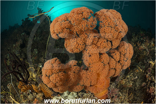 Rinja, Komodo, Indonesia, Dendronephthya sp., Dendronephthya, Nephtheidae, Soft coral, Coral, Anthozoa, Cnidaria, Cnidarian, Reef