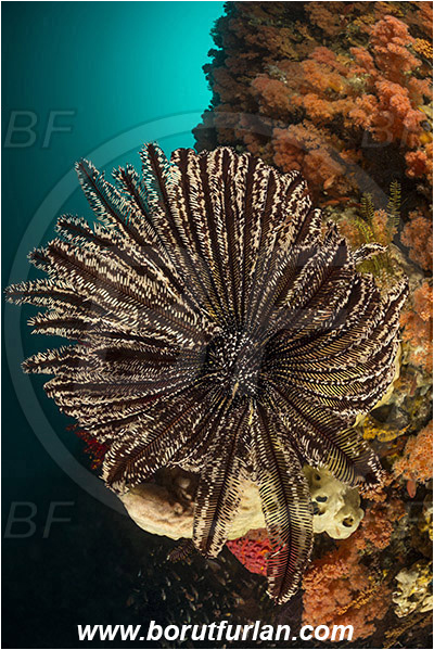 Rinja, Komodo, Indonesia, Lamprometra sp., Lamprometra, Mariametridae, Feather star, Crinoidea, Echinoderm, Echinodermata, Reef