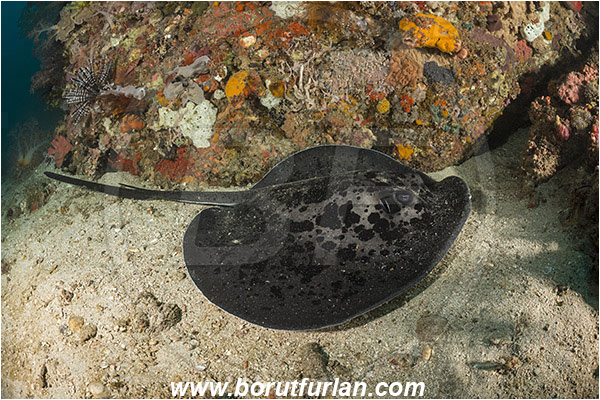 Rinja, Komodo, Indonesia, Taeniura meyeni, Taeniura, Dasyatidae, Elasmobranchii, Round ribbontail ray, Ray, Reef, Fish