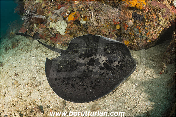 Rinja, Komodo, Indonesia, Taeniura meyeni, Taeniura, Dasyatidae, Elasmobranchii, Round ribbontail ray, Ray, Reef, Fish