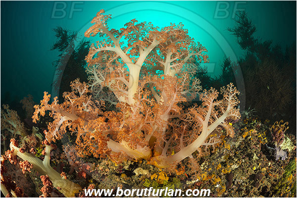 Rinja, Komodo, Indonesia, Dendronephthya sp., Dendronephthya, Nephtheidae, Soft coral, Coral, Anthozoa, Cnidaria, Cnidarian, Reef
