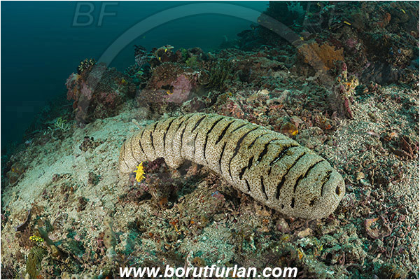 Rinja, Komodo, Indonesia, Holothuria fuscopunctata, Holothuria, Holothuriidae, Elephant Trunkfish, Holothuroidea, Holothurian, Echinodermata, Echinoderm