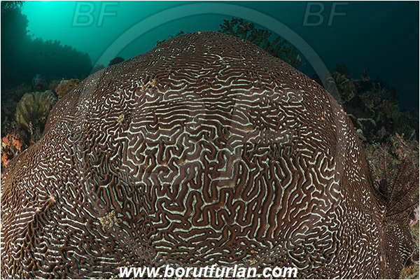 Rinja, Komodo, Indonesia, Platygyra daedalea, Platygyra, Meandrinidae, Brain coral, Coral, Hard coral, Cnidaria, Cnidarian, Reef