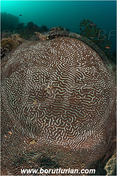 Rinja, Komodo, Indonesia, Platygyra daedalea, Platygyra, Meandrinidae, Brain coral, Coral, Hard coral, Cnidaria, Cnidarian, Reef