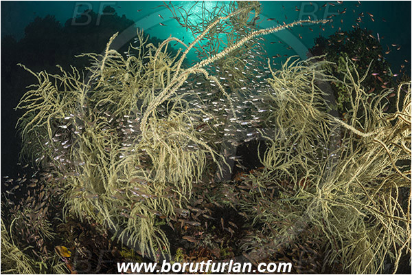 Rinja, Komodo, Indonesia, Antipathes sp., Antipathes, Antipathidae, Anthozoa, Cnidaria, Cnidarian, Black coral, Coral, Parapriacanthus ransonneti, Parapriacanthus, Pempheridae, Glassfish, Glassy sweeper, Sweeper, Fish, Fish school, Reef