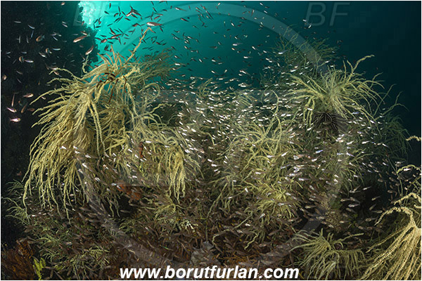 Rinja, Komodo, Indonesia, Antipathes sp., Antipathes, Antipathidae, Anthozoa, Cnidaria, Cnidarian, Black coral, Coral, Parapriacanthus ransonneti, Parapriacanthus, Pempheridae, Glassfish, Glassy sweeper, Sweeper, Fish, Fish school, Reef