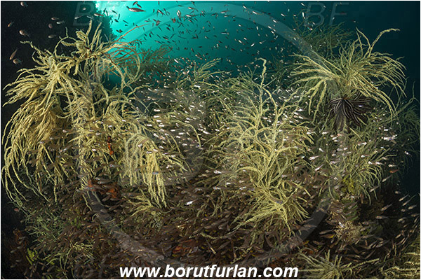 Rinja, Komodo, Indonesia, Antipathes sp., Antipathes, Antipathidae, Anthozoa, Cnidaria, Cnidarian, Black coral, Coral, Parapriacanthus ransonneti, Parapriacanthus, Pempheridae, Glassfish, Glassy sweeper, Sweeper, Fish, Fish school, Reef