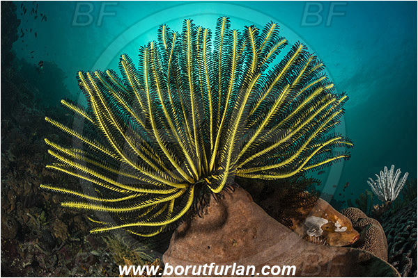 Rinja, Komodo, Indonesia, Comanthina briareus, Comanthina, Comatulidae, Feather star, Crinoidea, Echinoderm, Echinodermata, Reef