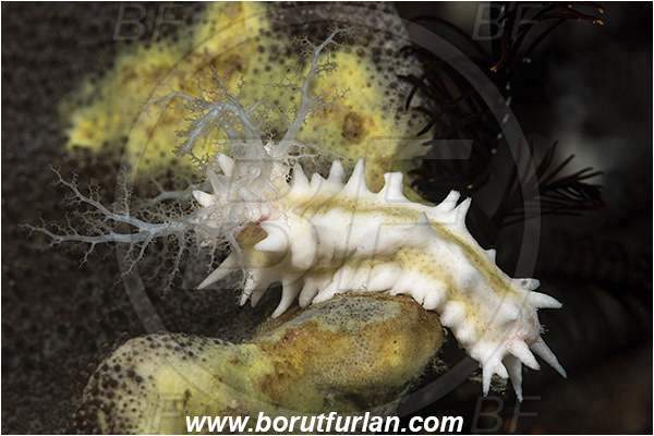 Rinja, Komodo, Indonesia, Colochirus robustus, Colochirus, Cucumariidae, Yellow Sea Cucumber, Sea Cucumber, Holothuroidea, Holothurian, Echinodermata, Echinoderm
