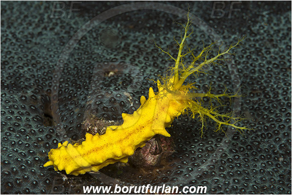 Rinja, Komodo, Indonesia, Colochirus robustus, Colochirus, Cucumariidae, Yellow Sea Cucumber, Sea Cucumber, Holothuroidea, Holothurian, Echinodermata, Echinoderm