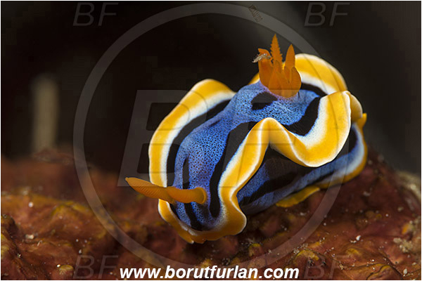 Rinja, Komodo, Indonesia, Chromodoris elisabethina, Chromodoris, Elisabeth