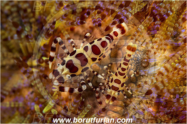 Rinja, Komodo, Indonesia, Periclimenes colemani, Periclimenes, Palaemonidae, Decapoda, Coleman