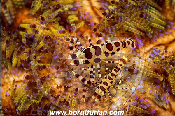 Rinja, Komodo, Indonesia, Periclimenes colemani, Periclimenes, Palaemonidae, Decapoda, Coleman