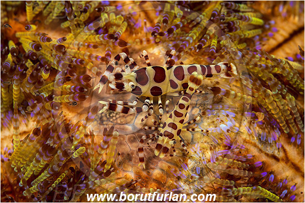 Rinja, Komodo, Indonesia, Periclimenes colemani, Periclimenes, Palaemonidae, Decapoda, Coleman