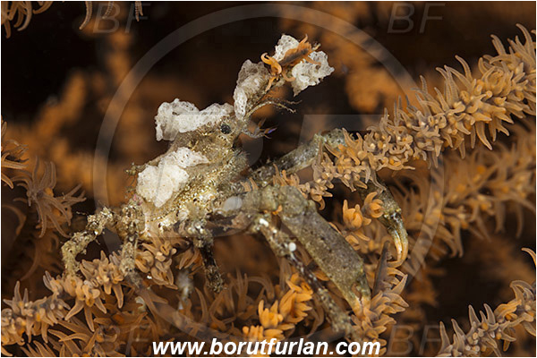 Rinja, Komodo, Indonesia, Naxioides sp., Naxioides, Epialtidae, Decapoda, Decorater Crab, Crab, Crustacea, Crustacean