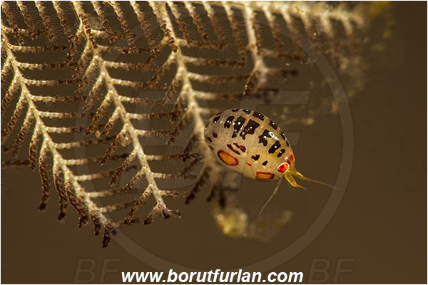 Rinja, Komodo, Indonesia, Cyproidea ornata, Cyproidea, Cyproideidae, Ladybug amphipod, Ornate amphipod, Amphipoda, Crustacea, Crustacean