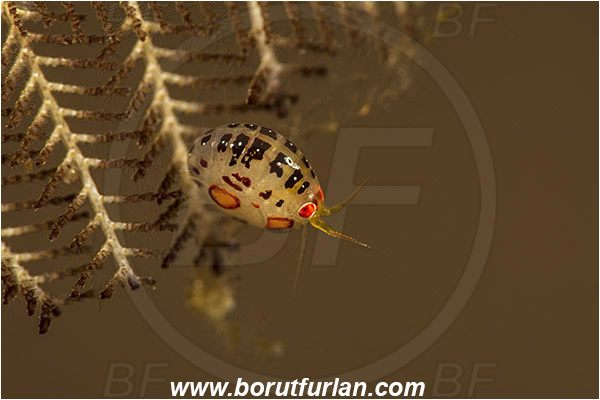 Rinja, Komodo, Indonesia, Cyproidea ornata, Cyproidea, Cyproideidae, Ladybug amphipod, Ornate amphipod, Amphipoda, Crustacea, Crustacean