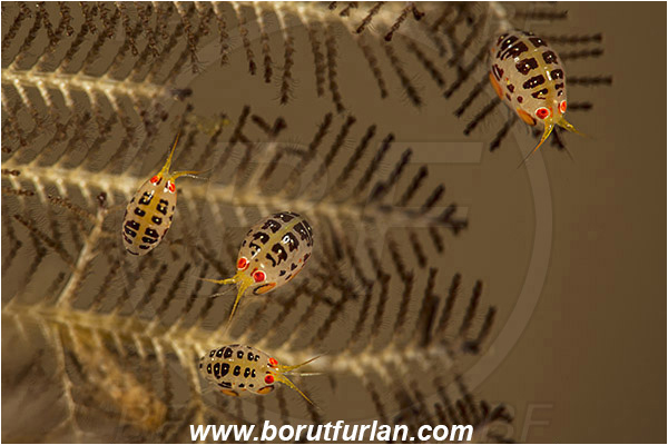 Rinja, Komodo, Indonesia, Cyproidea ornata, Cyproidea, Cyproideidae, Ladybug amphipod, Ornate amphipod, Amphipoda, Crustacea, Crustacean