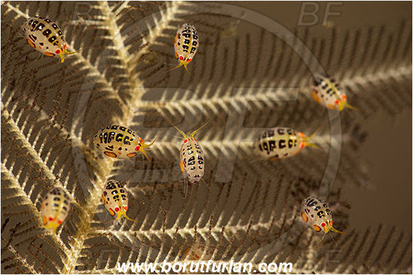 Rinja, Komodo, Indonesia, Cyproidea ornata, Cyproidea, Cyproideidae, Ladybug amphipod, Ornate amphipod, Amphipoda, Crustacea, Crustacean